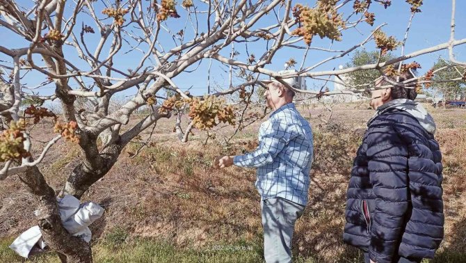 Siirt’te Fıstık Bahçelerinde Tozlayıcı Uyumu Kontrolleri Başladı