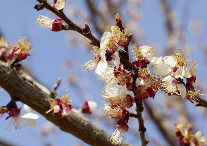 Başkan Sadıkoğlu: “Malatya Afet Bölgesi İlan Edilmeli”