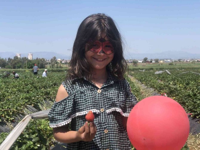 Çilek Tarlasında Çocuklarla Hasat Şenliği