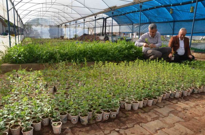 Atık Karton Bardaklarda Çiçek Üretiliyor