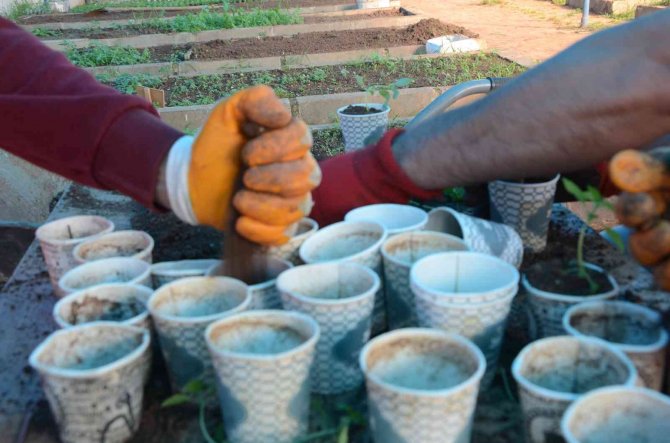 Atık Karton Bardaklarda Çiçek Üretiliyor