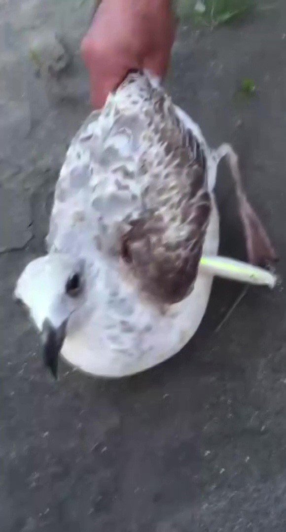 Sahte Yeme Martı Yakalandı
