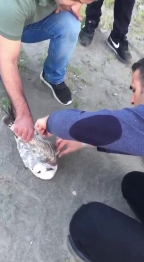 Sahte Yeme Martı Yakalandı