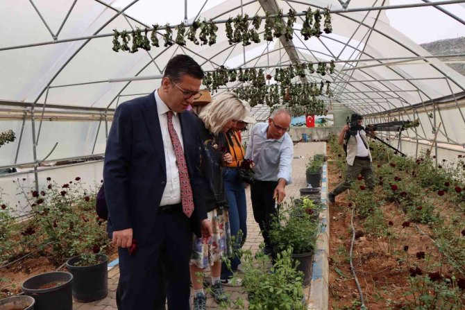 Halfeti’nin Simgesi Karagül Çiçek Açtı