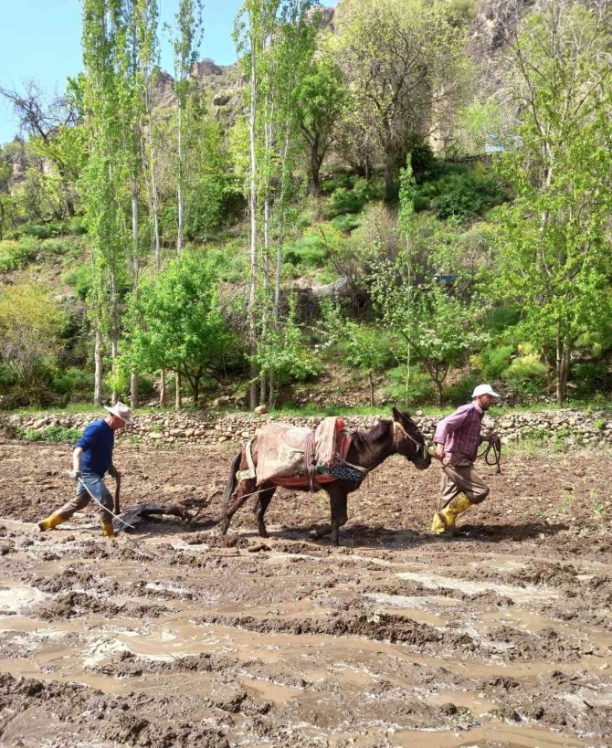 Sınırda Çeltik Tarlaları Hazırlanmaya Başlardı