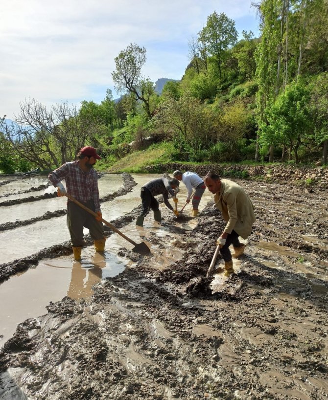 Sınırda Çeltik Tarlaları Hazırlanmaya Başlardı
