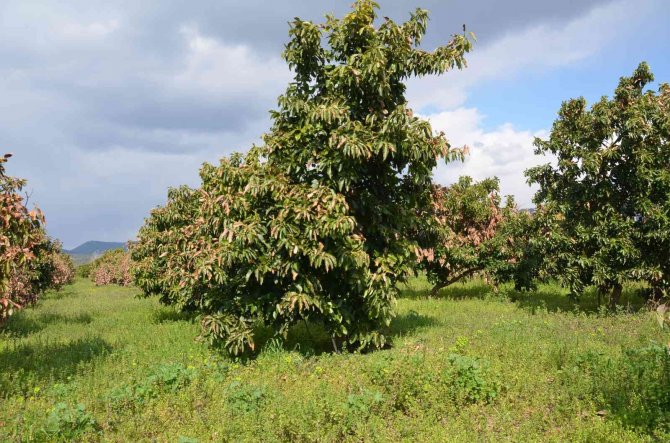 Seferihisar’ın Yeni Yıldızı Avokado