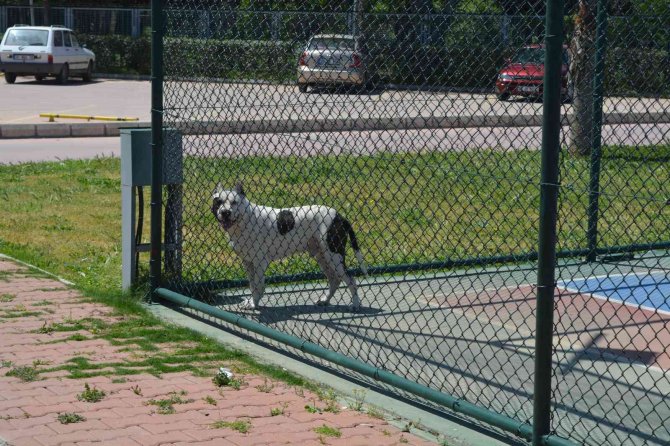 İ̇zmir’de Pitbull Dehşeti
