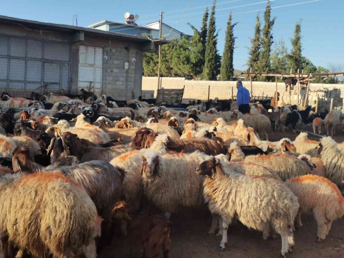 Kahramanmaraş’ta Küçükbaş Hayvan Nüfusuna 250 Bin Yavru Dahil Oldu