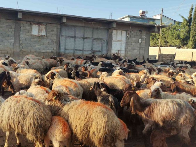 Kahramanmaraş’ta Küçükbaş Hayvan Nüfusuna 250 Bin Yavru Dahil Oldu