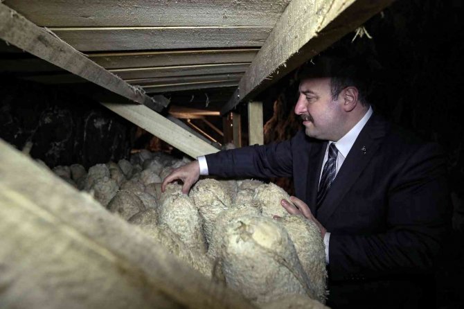 Bakan Varank: "Divle Peynirinin Daha Fazla Üretilmesi Ve Daha İyi Tanıtılması İçin Desteklerimizi Vermeye Devam Edeceğiz"