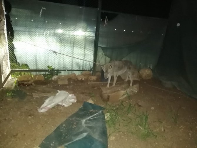 Uludere’de Yolda Bulunan Yaralı Kurt Tedavi Altına Alındı