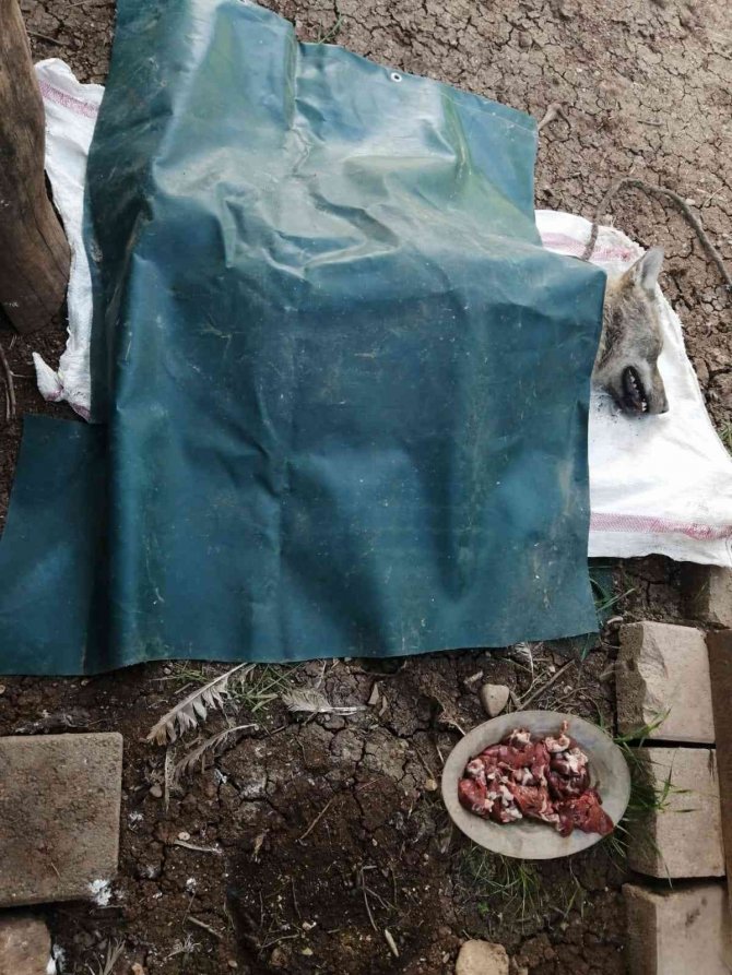 Uludere’de Yolda Bulunan Yaralı Kurt Tedavi Altına Alındı