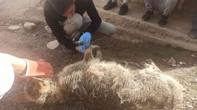 Uludere’de Yolda Bulunan Yaralı Kurt Tedavi Altına Alındı