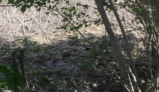 Adana’da Kafatası Ve İnsan Bedeni Parçaları Bulundu