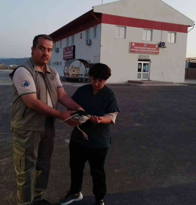 Yaralı Halde Bulunan Gece Balıkçılı Kuşu Tedavi Altına Alındı