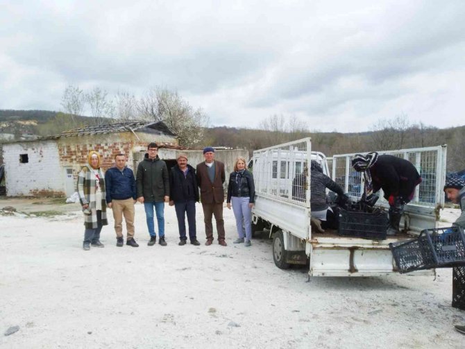‘Süper Meyve’ Aronya Kırklareli’nde Yetişecek