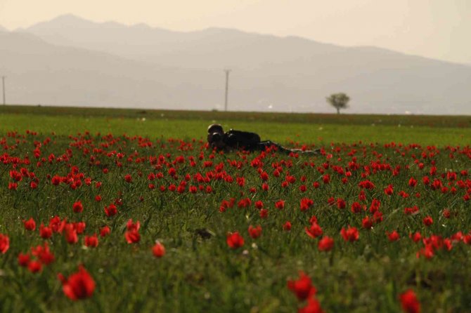 Bingöl Ovasını Kırmızıya Boyayan Laleler Fotoğrafçıların İlgi Odağı Oldu