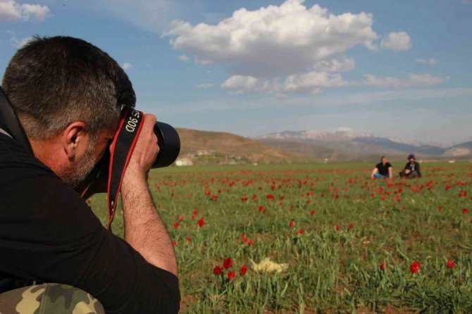 Bingöl Ovasını Kırmızıya Boyayan Laleler Fotoğrafçıların İlgi Odağı Oldu