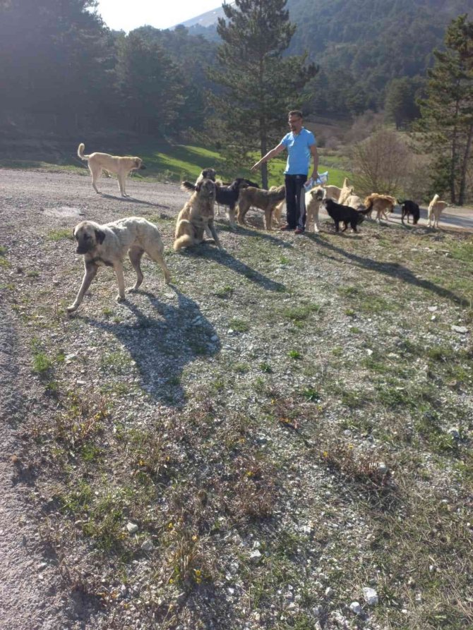 Ormanlık Alana Bırakılan Onlarca Köpek Koyunu Telef Etti