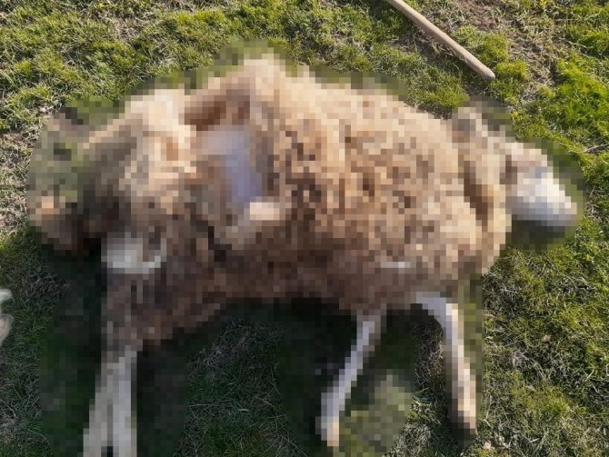 Ormanlık Alana Bırakılan Onlarca Köpek Koyunu Telef Etti