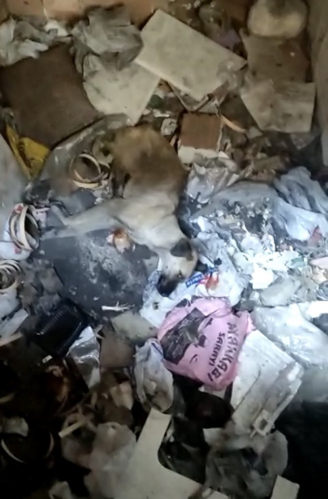 Bursa’da Köpeği Çöplüğe Attılar, Acı Feryadını Duyanlar Kurtardı