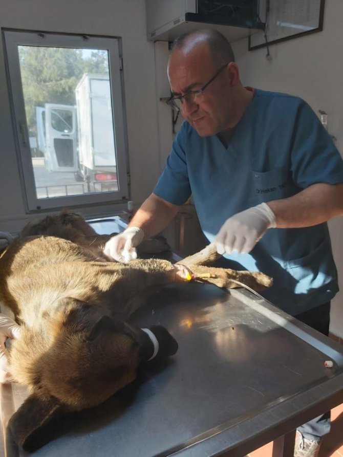 Bursa’da Köpeği Çöplüğe Attılar, Acı Feryadını Duyanlar Kurtardı