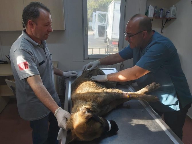 Bursa’da Köpeği Çöplüğe Attılar, Acı Feryadını Duyanlar Kurtardı
