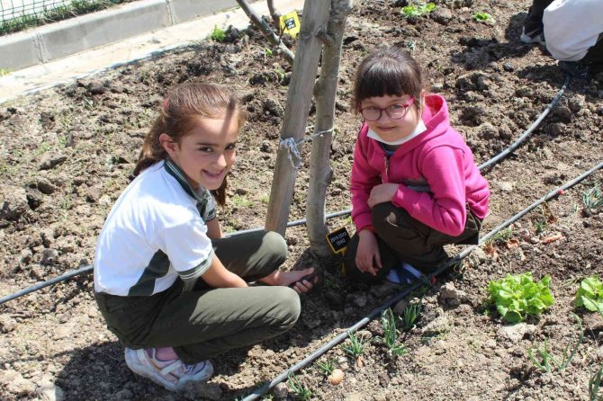 İ̇lkokul Öğrencisinden Gülümseten Yorum: "Yetiştirdiğim Domateslerden Menemen Yapacağım"