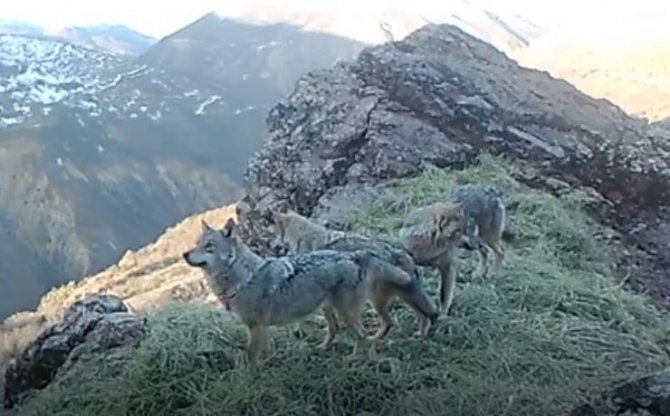Tunceli’nin Zengin Yaban Hayatı Fotokapan Ve Kamerayla Görüntülendi