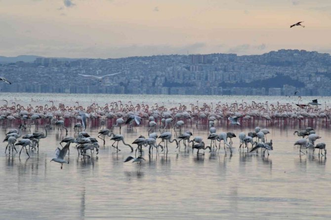Gediz Deltası "Birding Places" Ağına Dahil Oldu