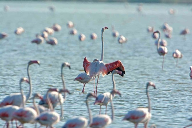 Gediz Deltası "Birding Places" Ağına Dahil Oldu