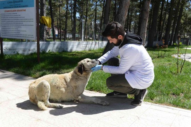 Sahipsiz Hayvanlar Kısırlaştırıyor