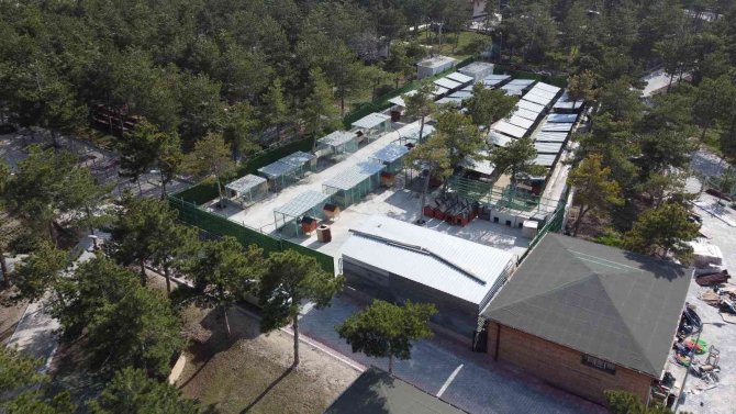 Sahipsiz Hayvanlar Kısırlaştırıyor