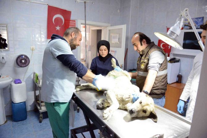 Sahipsiz Hayvanlar Kısırlaştırıyor