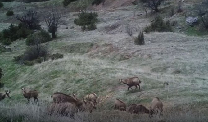 Tunceli’nin Zengin Yaban Hayatı Fotokapan Ve Kamerayla Görüntülendi