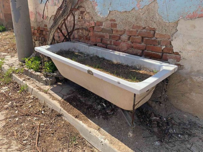 Eskiyen Küvetini Saksıya Dönüştürerek İçine Sarımsak Ekti