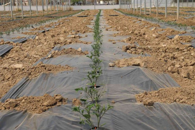 Ucuz Sebze İçin Geri Sayım Başladı