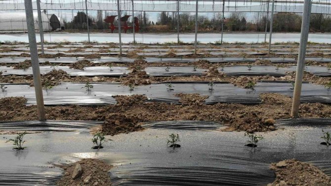 Ucuz Sebze İçin Geri Sayım Başladı