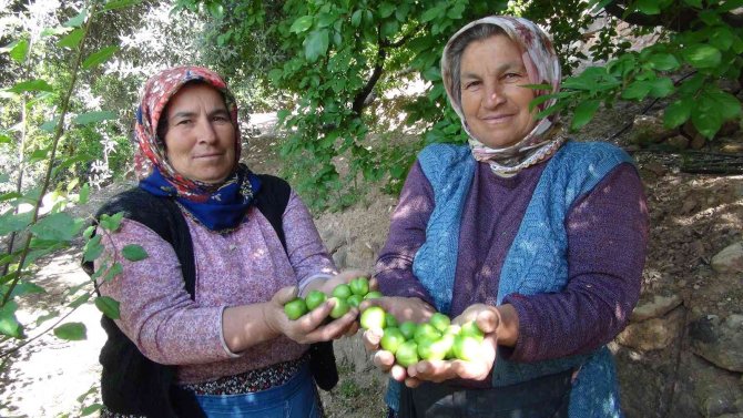 Mersin’de Açıkta Erik Hasadı Başladı