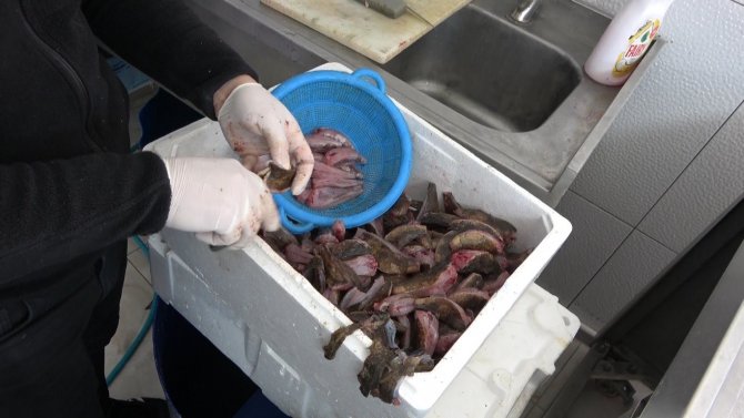 Denizin Isınmasıyla ’Çarpan’ Balığı Kendini Gösterdi