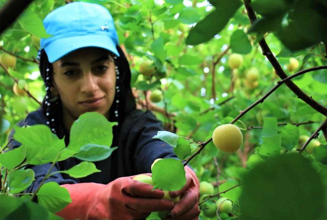 Turfanda Kayısılar, Katar Ve Dubai Yolcusu