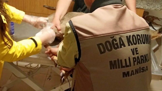 Manisa’da Yaralı Bulunan Karaca Tedavi Altına Alındı