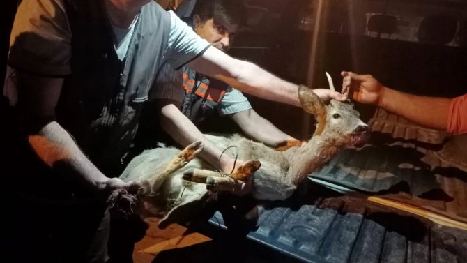 Manisa’da Yaralı Bulunan Karaca Tedavi Altına Alındı