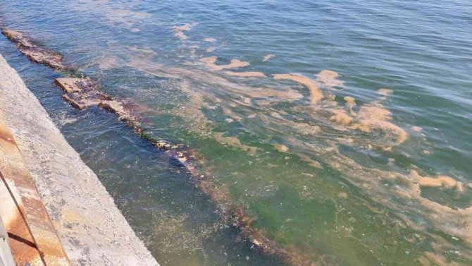 Marmara Denizi Yine Turuncuya Büründü: Bu Kez Denizanaları Da Var