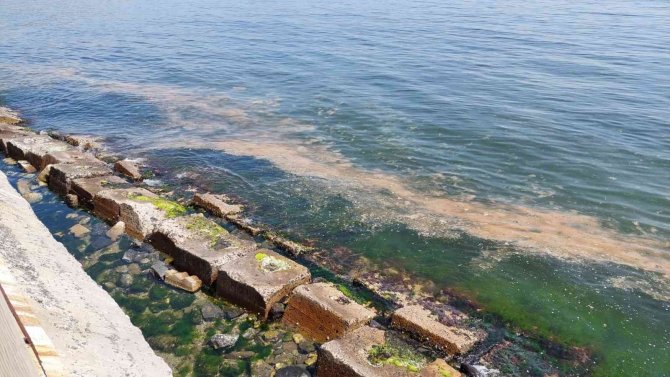 Marmara Denizi Yine Turuncuya Büründü: Bu Kez Denizanaları Da Var