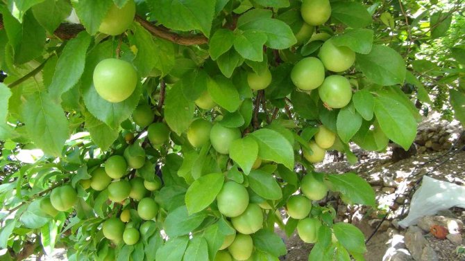 Mersin’de Açıkta Erik Hasadı Başladı