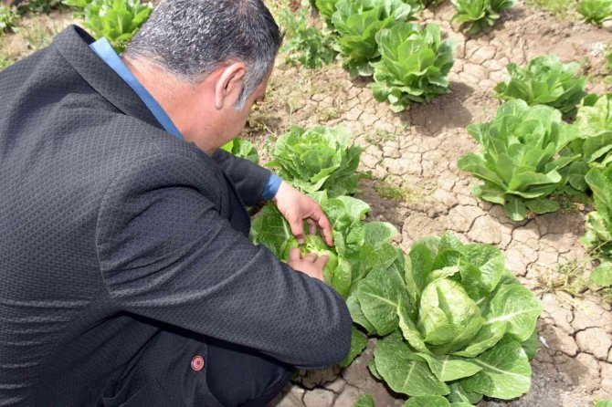 Tarsus’ta Üreticiye Dağıtılan Marulların Hasat Zamanı Geldi