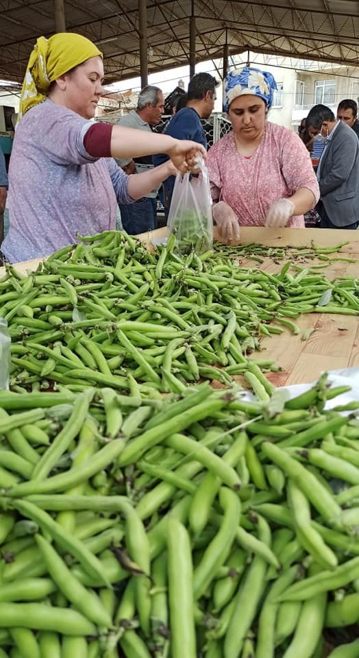 İ̇lkbahar Sebzesi Baklada Hasat Zamanı