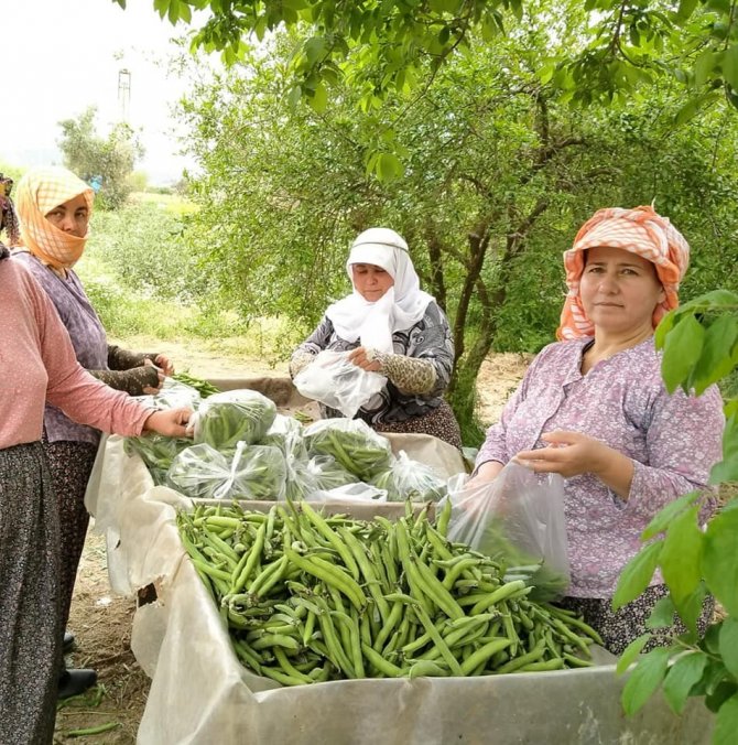 İ̇lkbahar Sebzesi Baklada Hasat Zamanı